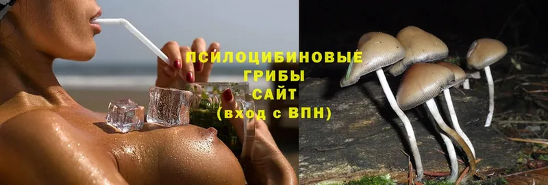 Псилоцибиновые грибы Magic Shrooms  Вязьма 